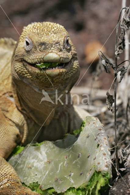 Santa-Fe landleguaan (Conolophus pallidus)