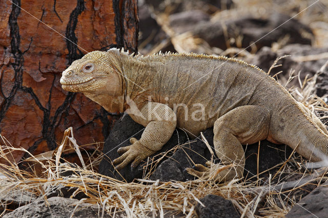 Santa Fe land Iguana