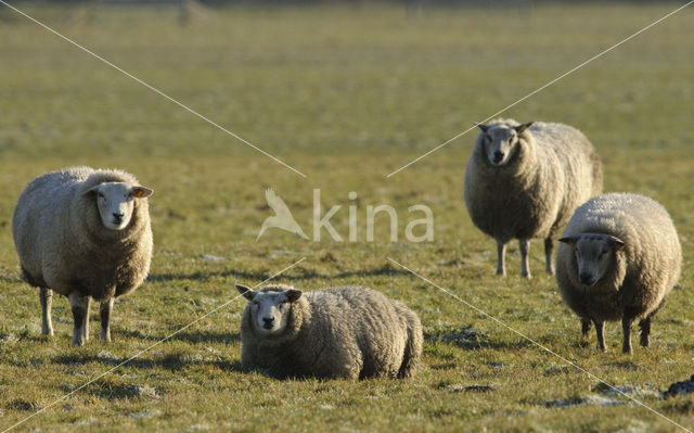 Schaap (Ovis domesticus)