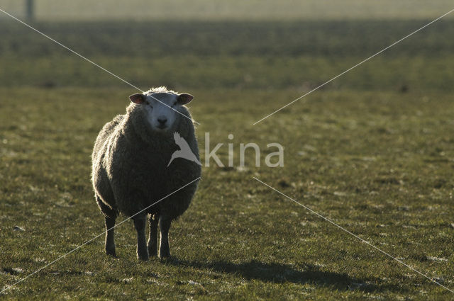 Sheep (Ovis domesticus)