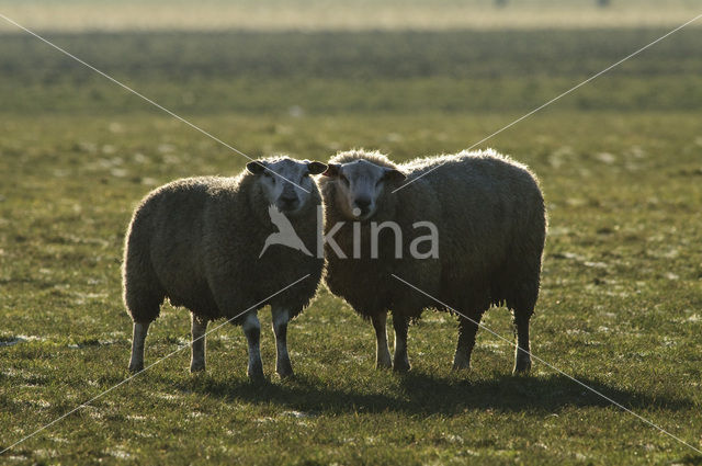 Schaap (Ovis domesticus)