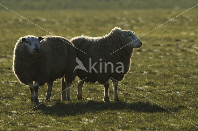 Schaap (Ovis domesticus)