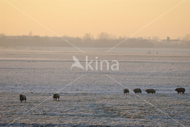 Schaap (Ovis domesticus)