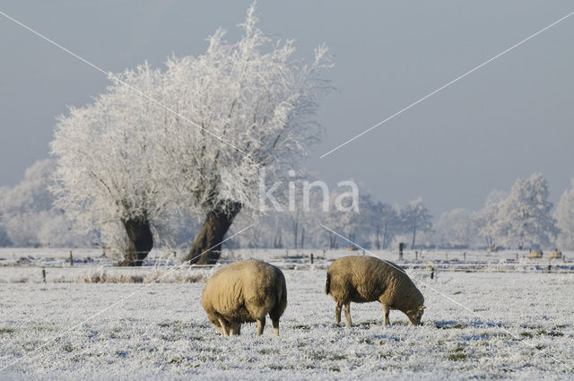 Sheep (Ovis domesticus)