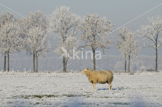 Sheep (Ovis domesticus)