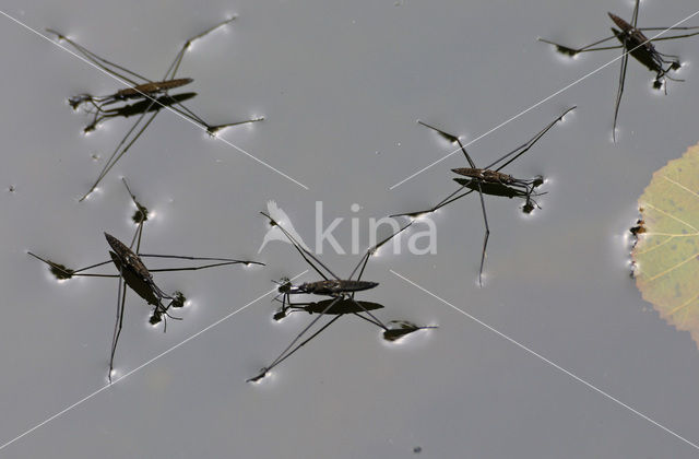Common pond skater (Gerris lacustris)