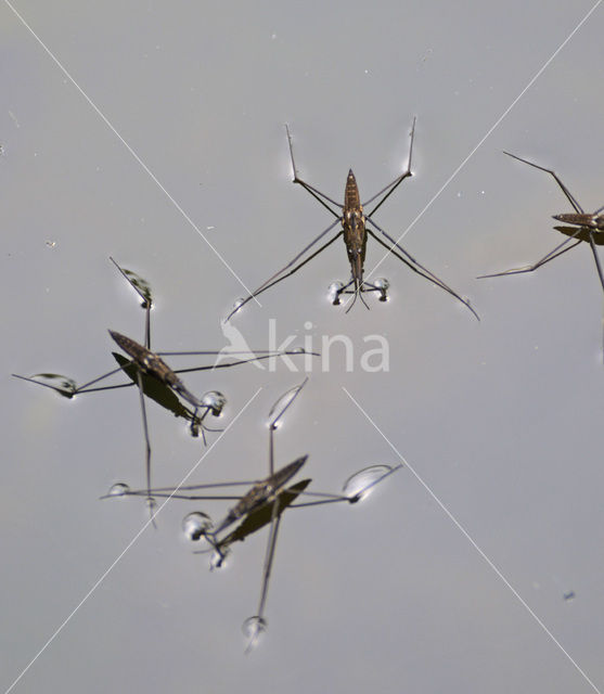 Common pond skater (Gerris lacustris)