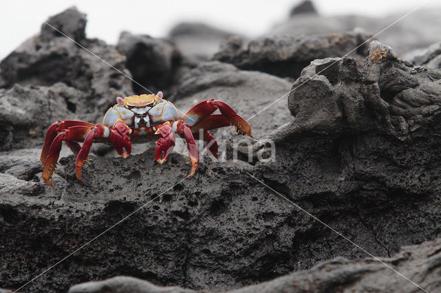 Sally lightfoot crab (Grapsus grapsus)