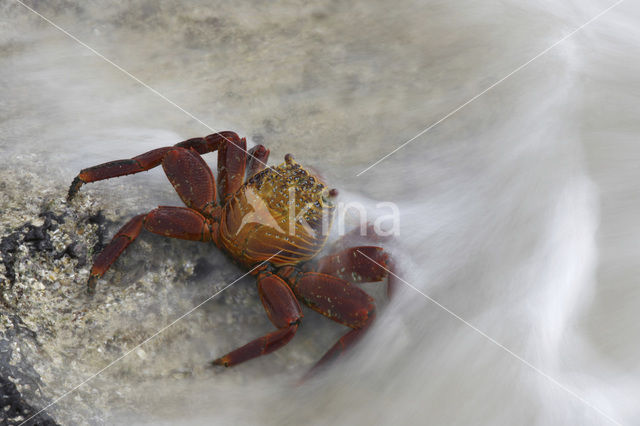 Sally lightfoot crab (Grapsus grapsus)