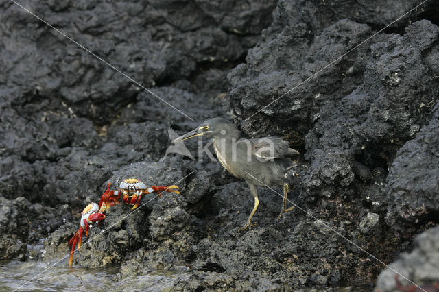 Scharlakenrode rotskrab (Grapsus grapsus)