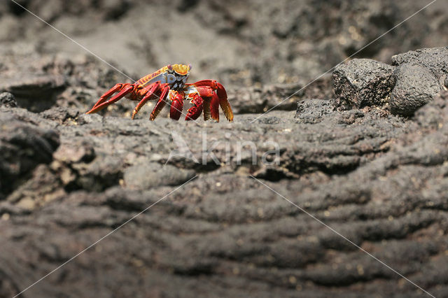 Sally lightfoot crab (Grapsus grapsus)