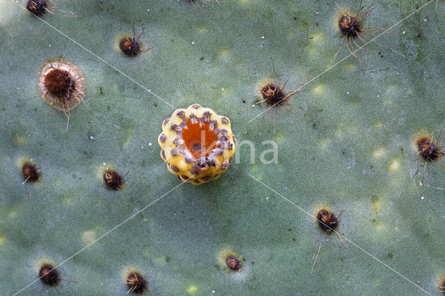 Schijfcactus (Opuntia)