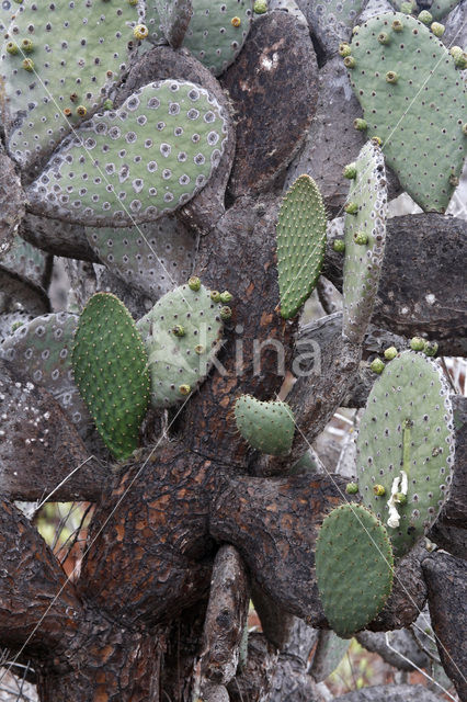 Schijfcactus (Opuntia)