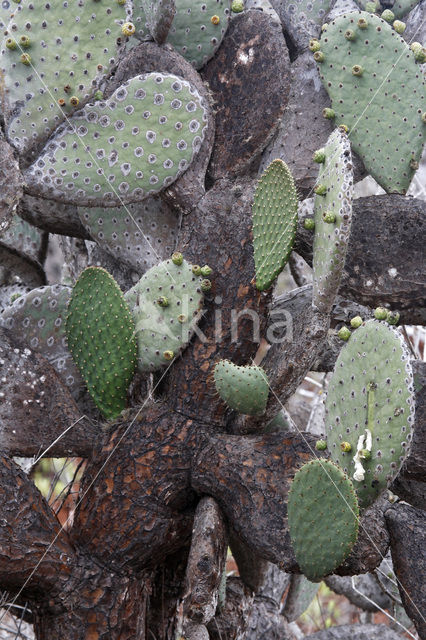 pricklypear (Opuntia)