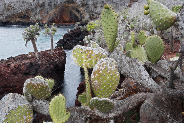 Schijfcactus (Opuntia)