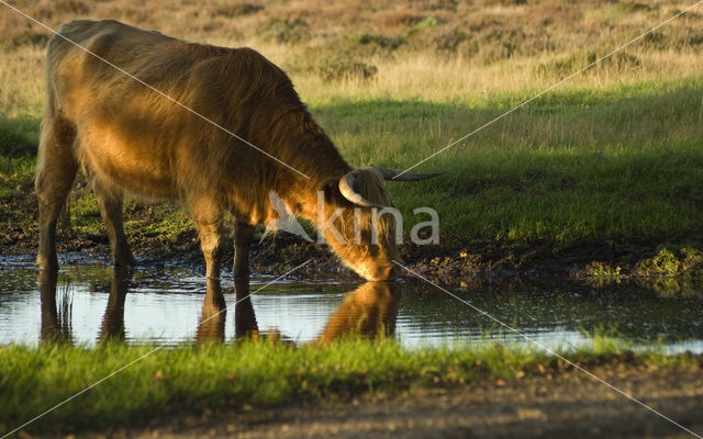 Highland Cow (Bos domesticus)