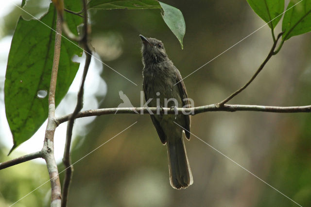 Screaming Piha (Lipaugus vociferans)