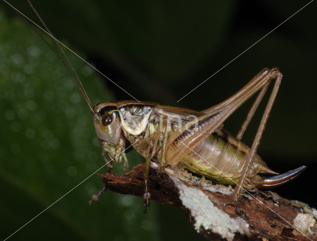 Sepia Bush-cricket (Platycleis sepium)