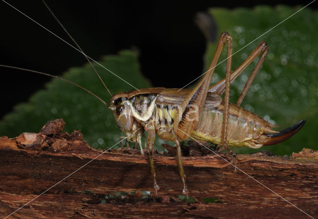 Sepia Bush-cricket (Platycleis sepium)