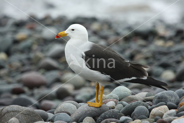 Simeonsmeeuw (Larus belcheri)