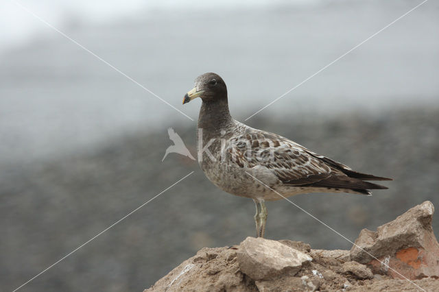 Band-tailed Gull (Larus belcheri)