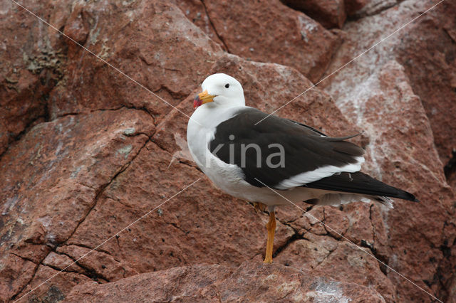 Simeonsmeeuw (Larus belcheri)