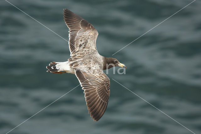 Band-tailed Gull (Larus belcheri)