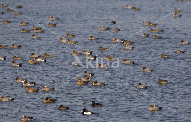 Wigeon (Anas penelope)