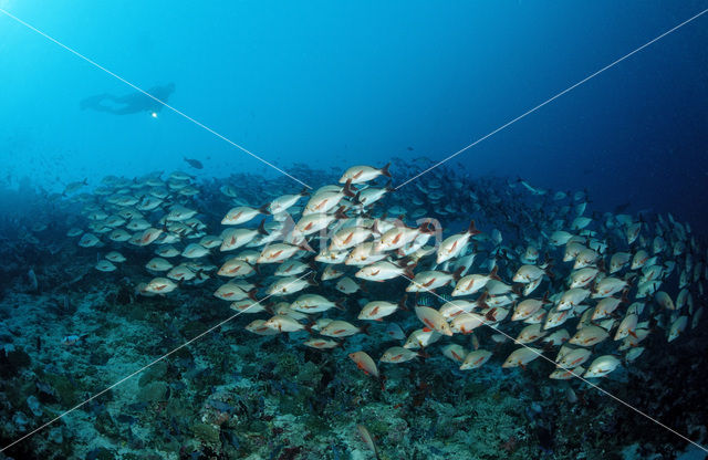 Humpback red snapper (Lutjanus gibbus)