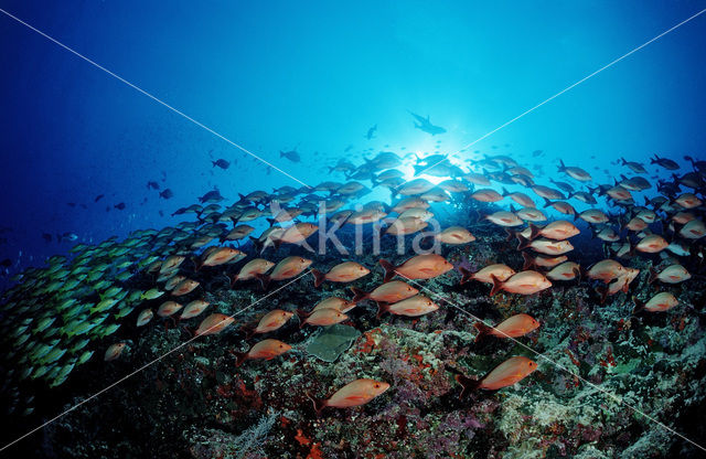 Humpback red snapper (Lutjanus gibbus)