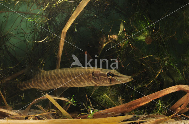 Northern Pike (Esox lucius)