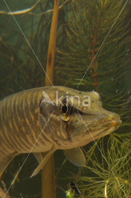 Snoek (Esox lucius)