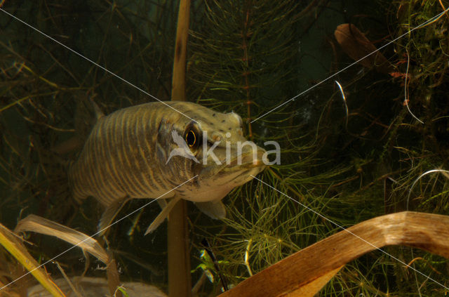 Northern Pike (Esox lucius)