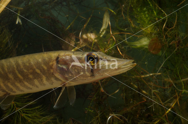 Snoek (Esox lucius)