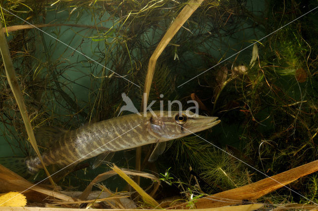 Northern Pike (Esox lucius)