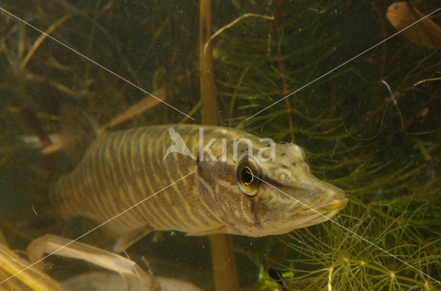 Northern Pike (Esox lucius)