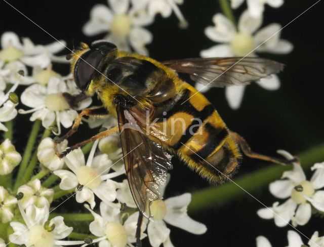 Marmelade Fly (Episyrphus balteatus)