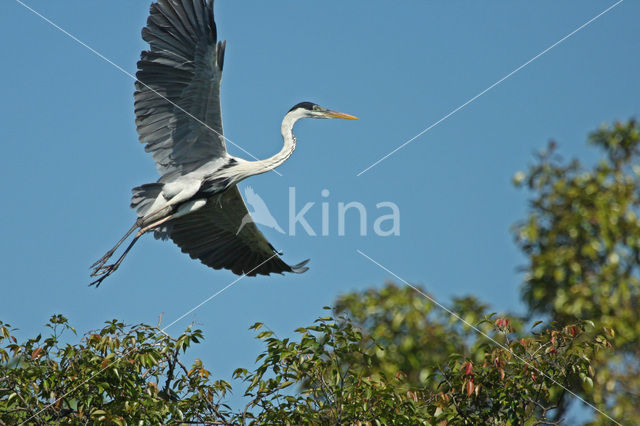 Cocoi Heron (Ardea cocoi)