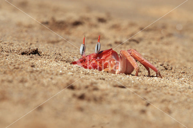 Ghost Crab (Ocypode spec.)