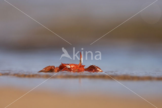 Ghost Crab (Ocypode spec.)