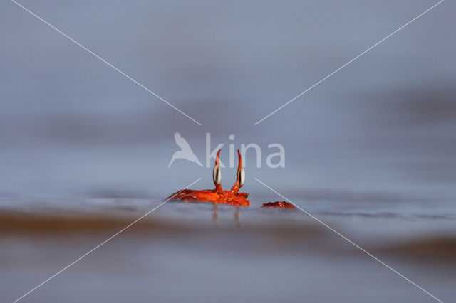 Ghost Crab (Ocypode spec.)