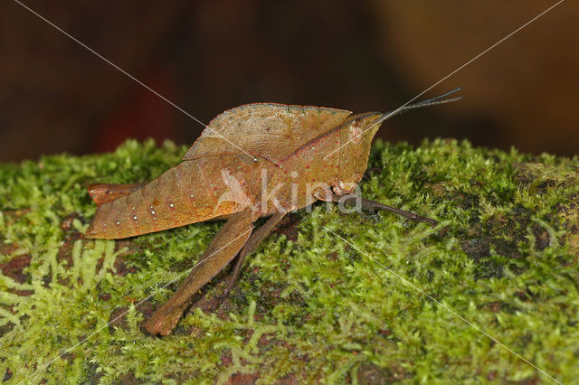 Grasshopper