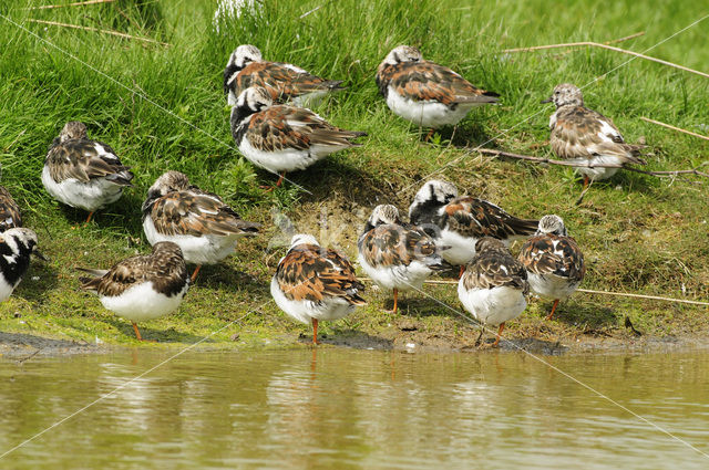 Ruddy Turnstone (Arenaria interpres)