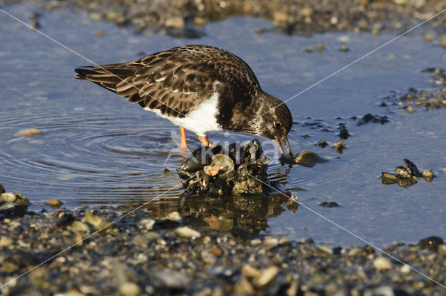 Steenloper (Arenaria interpres)