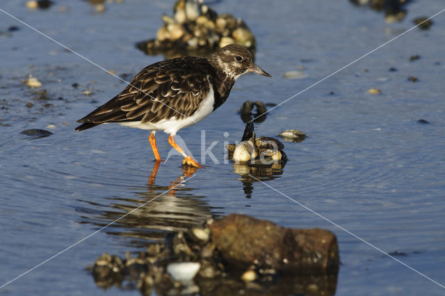 Steenloper (Arenaria interpres)