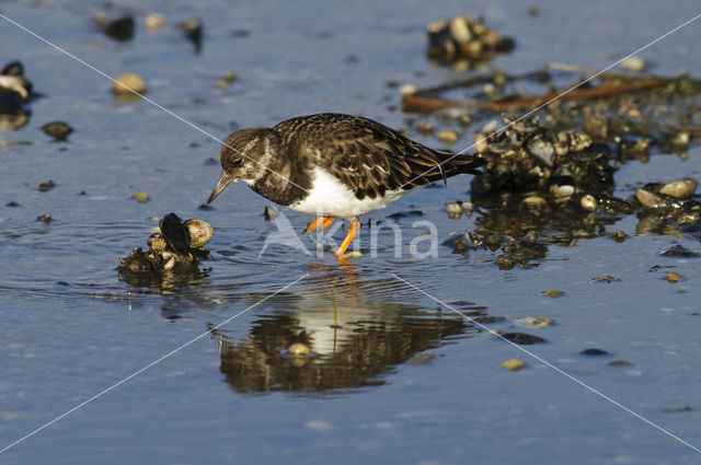 Steenloper (Arenaria interpres)