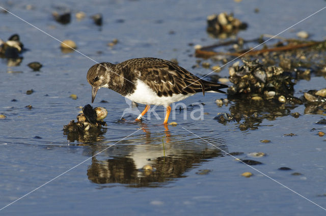 Steenloper (Arenaria interpres)