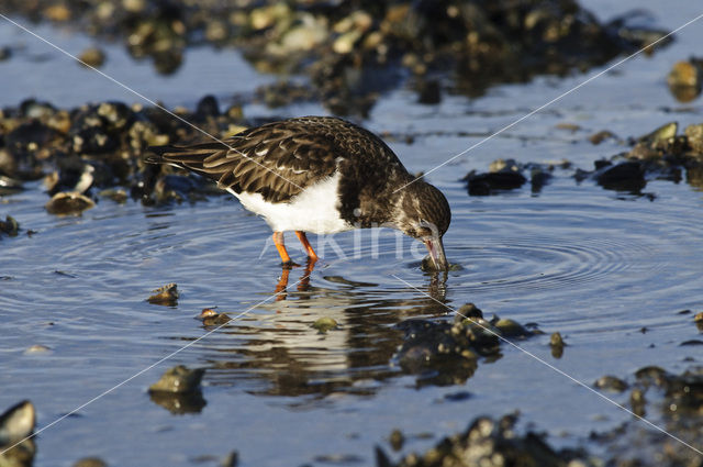 Steenloper (Arenaria interpres)