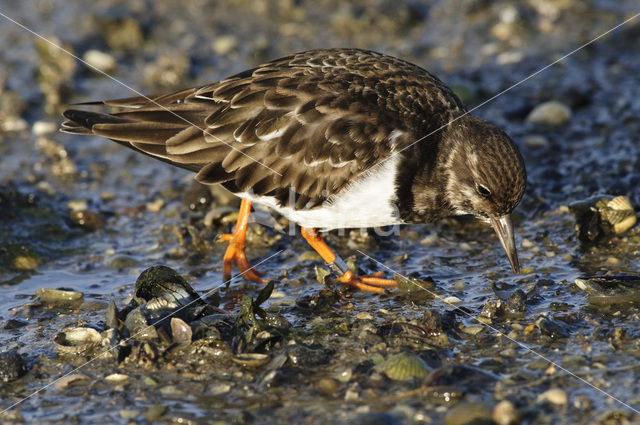 Steenloper (Arenaria interpres)