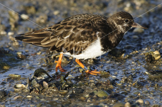 Steenloper (Arenaria interpres)